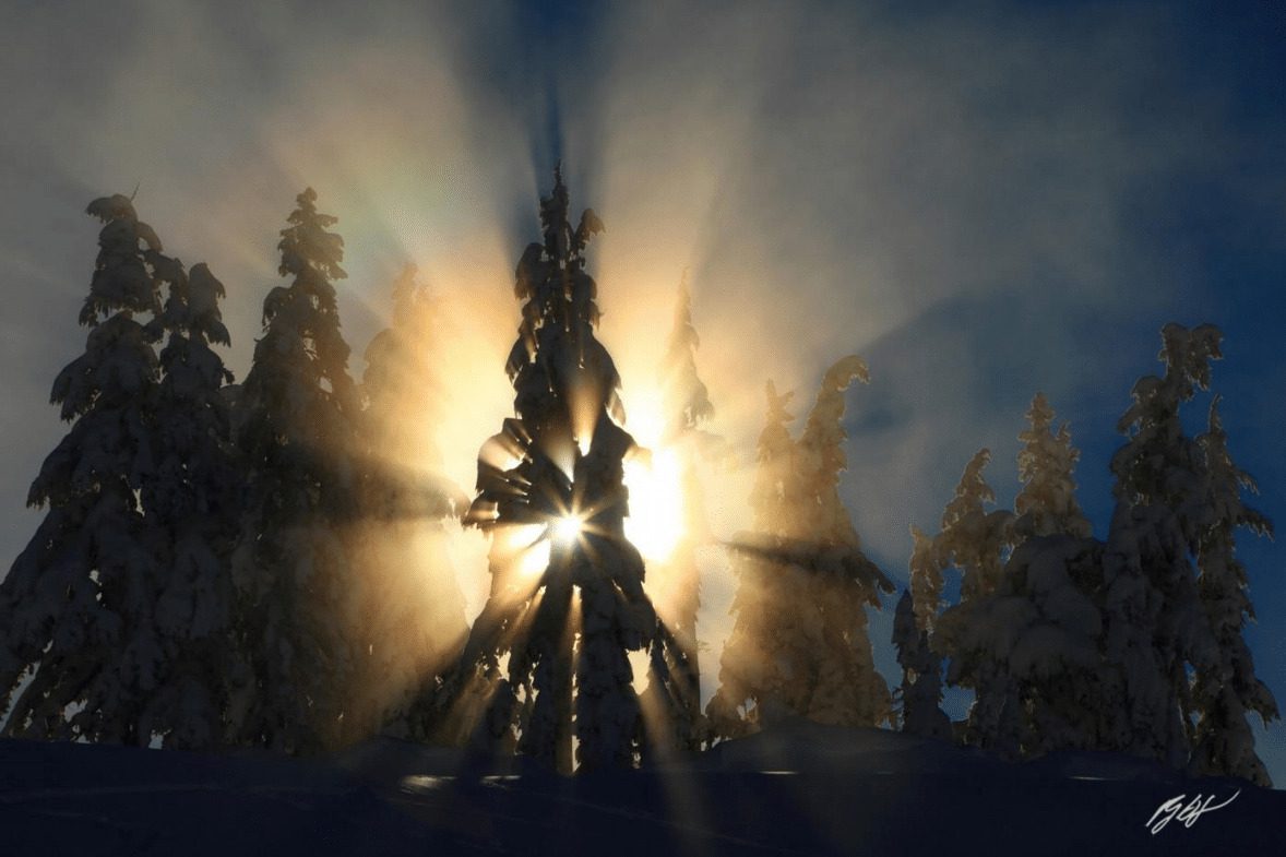 Sun shining through snow-covered trees.